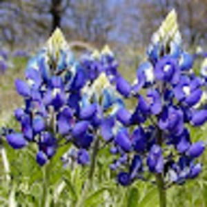 Meet your Posher, Marlo